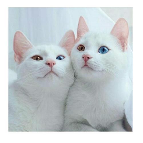 สมาชิกหมายเลข 4808489