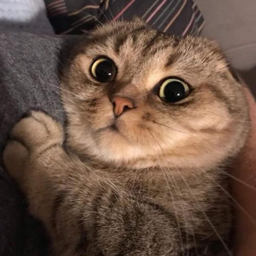 สมาชิกหมายเลข 5454463