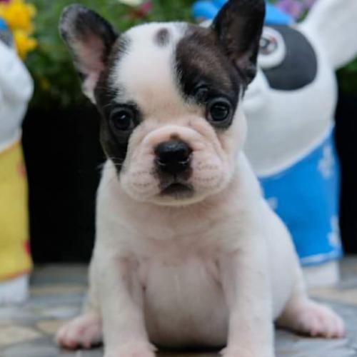 สมาชิกหมายเลข 4743689