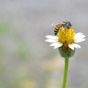 ความเหงาในสายลมหนาว