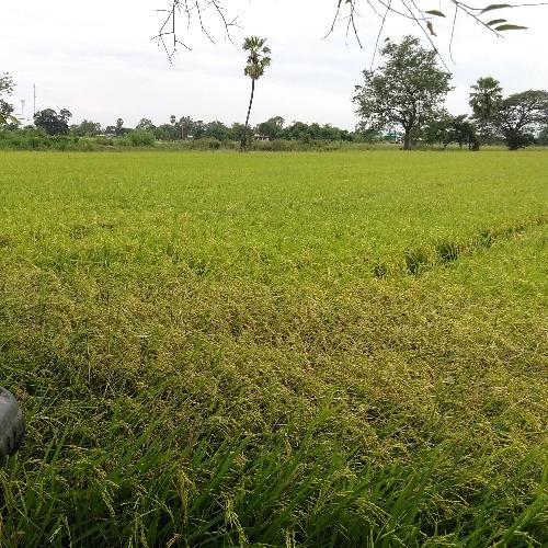 สมาชิกหมายเลข 5600591