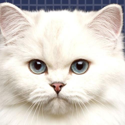 สมาชิกหมายเลข 1138907