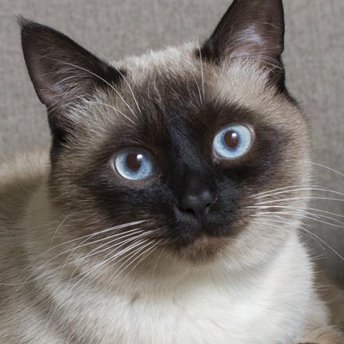 สมาชิกหมายเลข 1255411