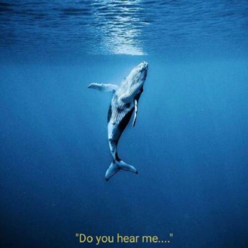 whale_52hz