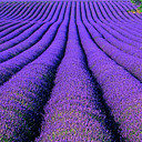 สมาชิกหมายเลข 2099558