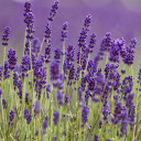 สมาชิกหมายเลข 5191630