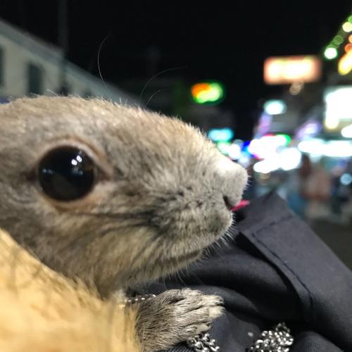 สมาชิกหมายเลข 1101499