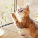 สมาชิกหมายเลข 4009746