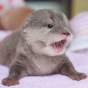 สมาชิกหมายเลข 4010728