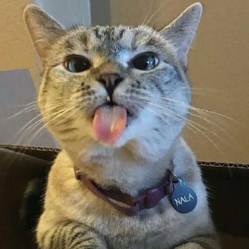 สมาชิกหมายเลข 4809906