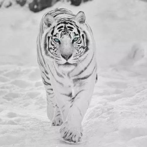 สมาชิกหมายเลข 5192394