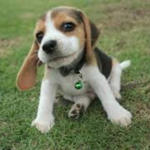 สมาชิกหมายเลข 1494786