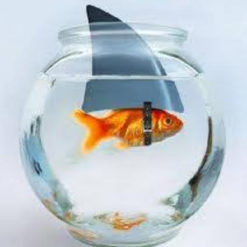 จอมโจรปลาทองหมายเลข ๒