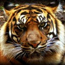 สมาชิกหมายเลข 4363007