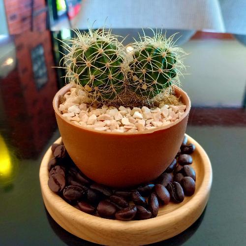 สมาชิกหมายเลข 4810730