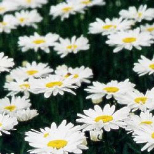 สมาชิกหมายเลข 1953019