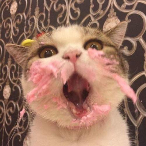 สมาชิกหมายเลข 5603179