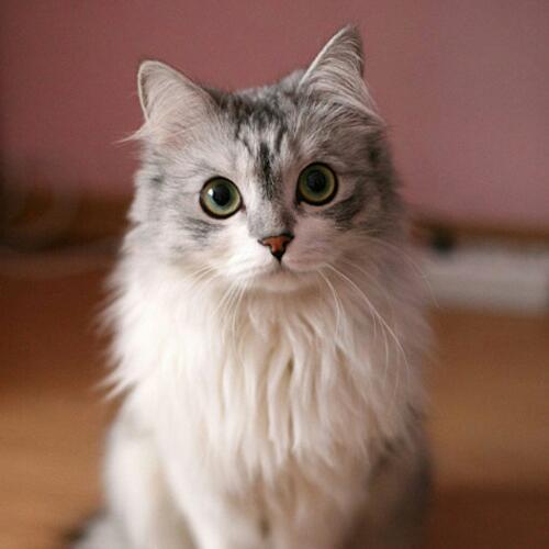 สมาชิกหมายเลข 4811476