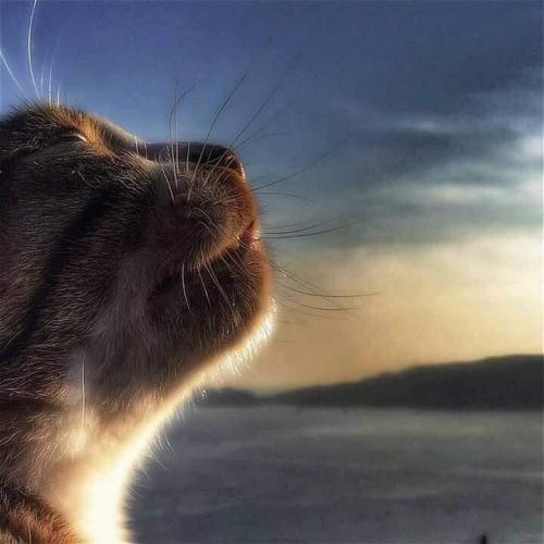 สมาชิกหมายเลข 4504269