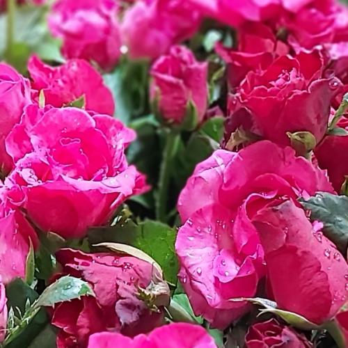 สมาชิกหมายเลข 5603673