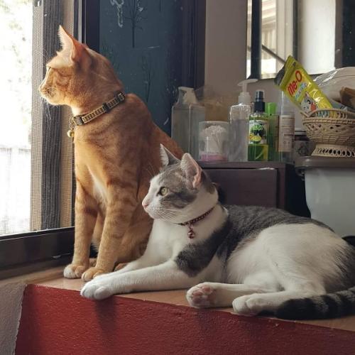 สมาชิกหมายเลข 7574530