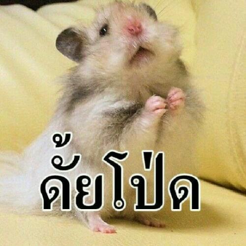 สมาชิกหมายเลข 4787023