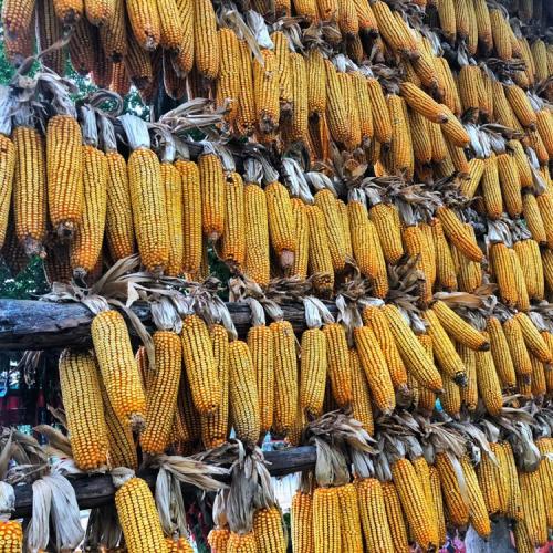 สมาชิกหมายเลข 1281904