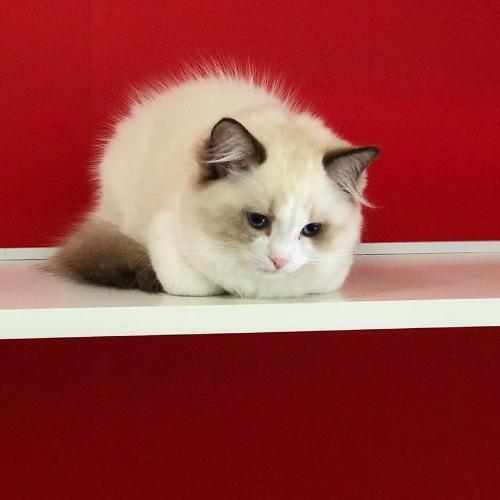 สมาชิกหมายเลข 5595662