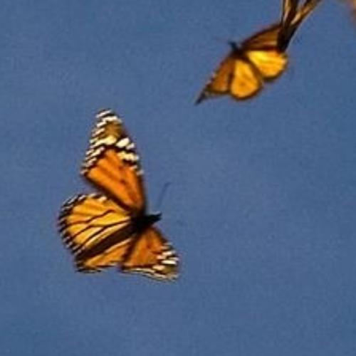 สมาชิกหมายเลข 6121680