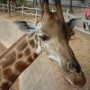 สมาชิกหมายเลข 4013157