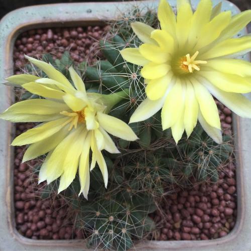 สมาชิกหมายเลข 2514369