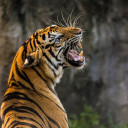 สมาชิกหมายเลข 4477892