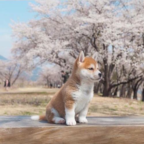 สมาชิกหมายเลข 5161858