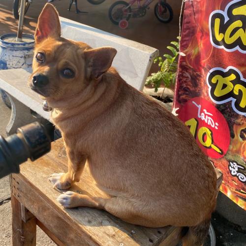 สมาชิกหมายเลข 6160504