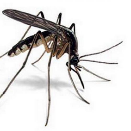 สมาชิกหมายเลข 6171333