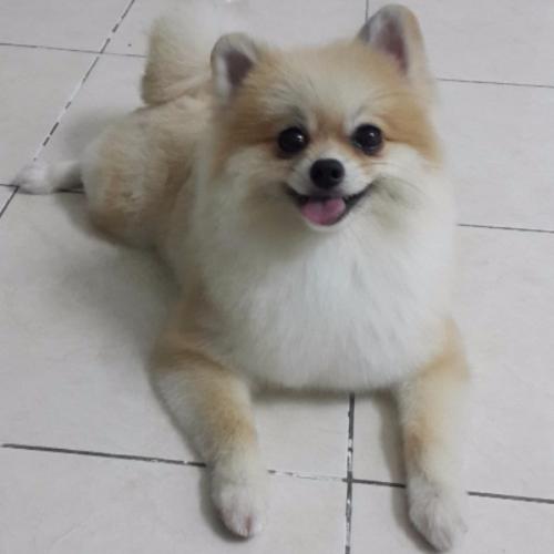 สมาชิกหมายเลข 2374848