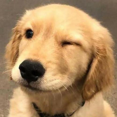 สมาชิกหมายเลข 5331229