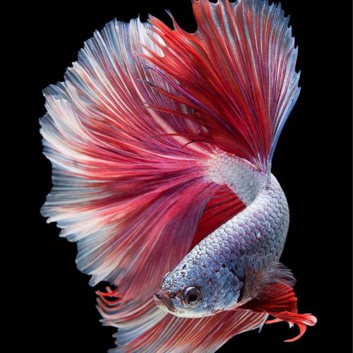 สมาชิกหมายเลข 5605329