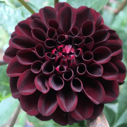 สมาชิกหมายเลข 5605574