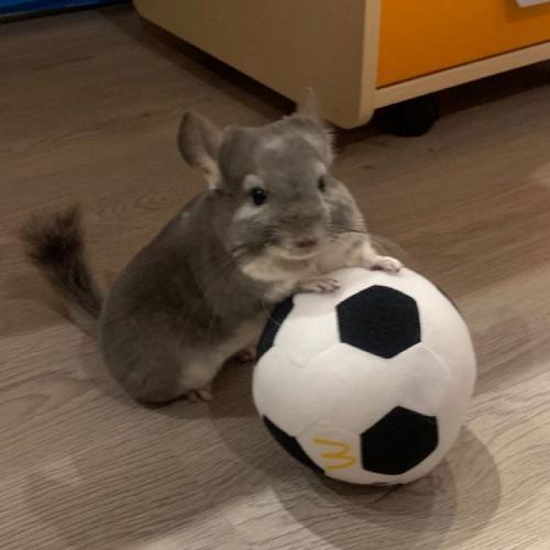 สมาชิกหมายเลข 4662797