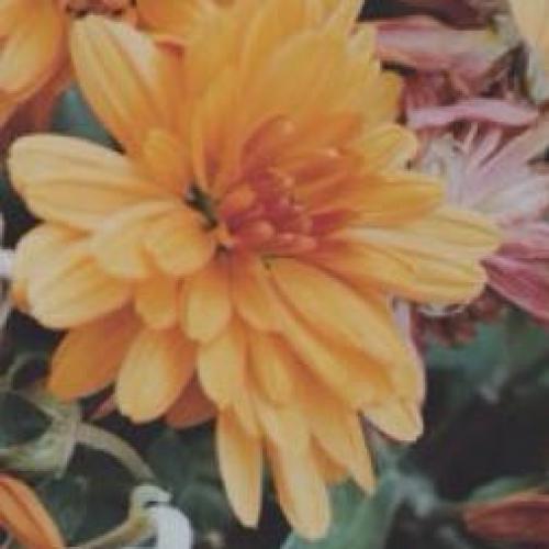 สมาชิกหมายเลข 4812562