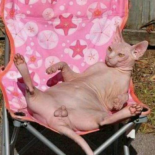 สมาชิกหมายเลข 4812665