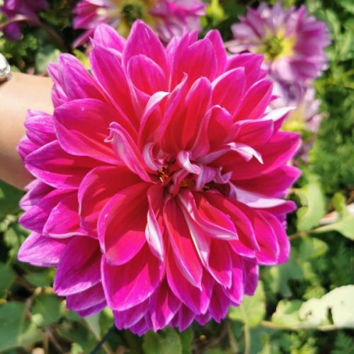 สมาชิกหมายเลข 4126912