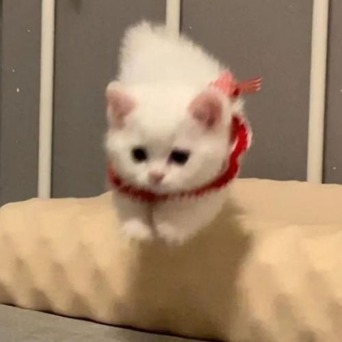 สมาชิกหมายเลข 6128111