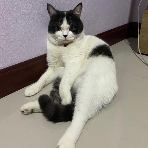 สมาชิกหมายเลข 6806098