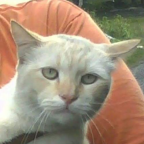 สมาชิกหมายเลข 4478767