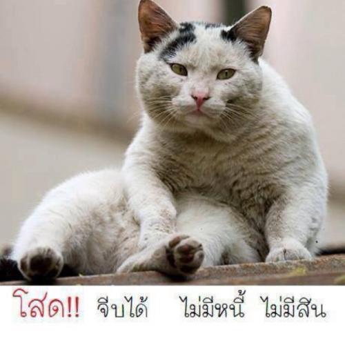 สมาชิกหมายเลข 3464805