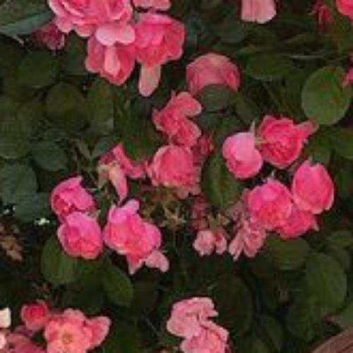 สมาชิกหมายเลข 5606076