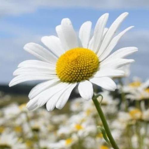 สมาชิกหมายเลข 2866645