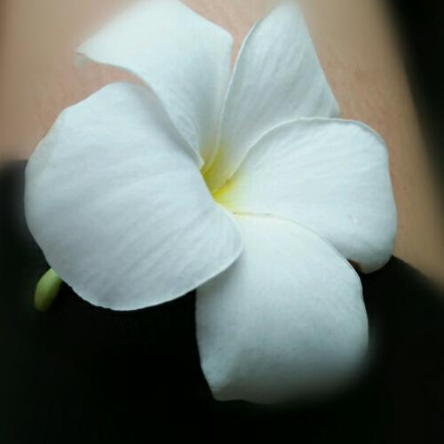 สมาชิกหมายเลข 4808859